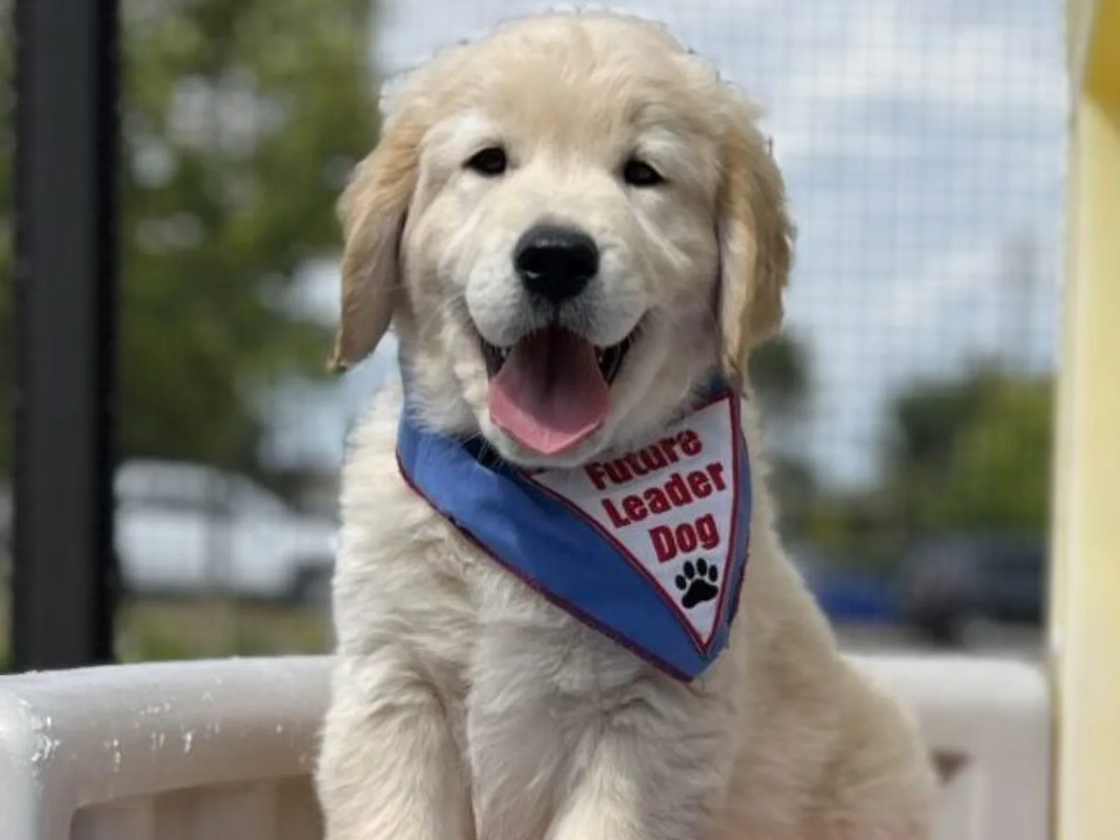 A golden retriever puppy wearing a 'Future Leader Dog' bandana