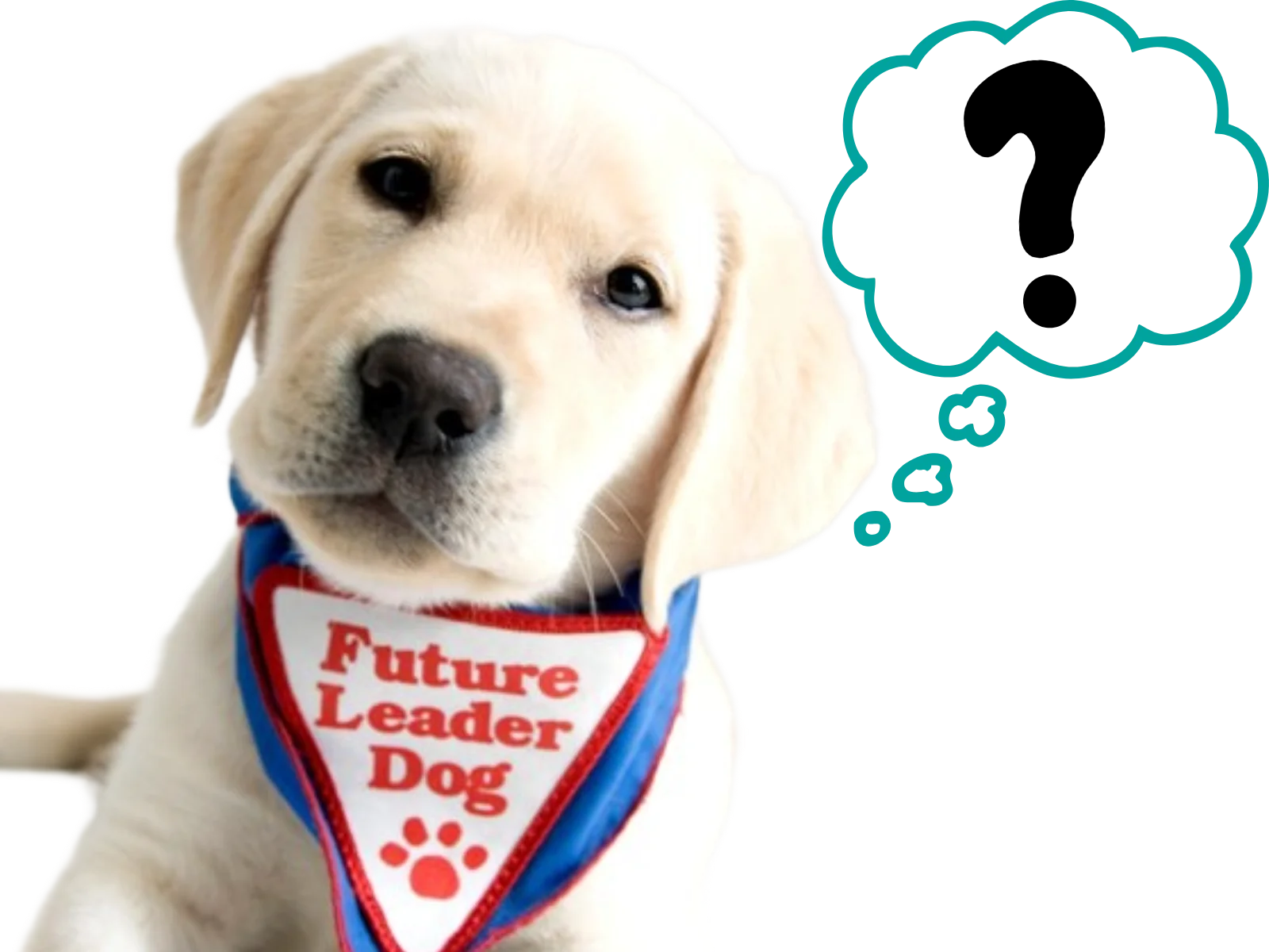 A Future Leader Dog puppy with a question-mark thought bubble