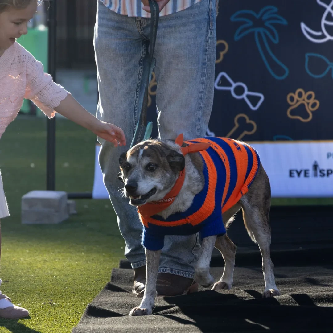 A dog in an orange and blue striped outfit greeting a young guest on the runway at The Fashion PAWty 2026