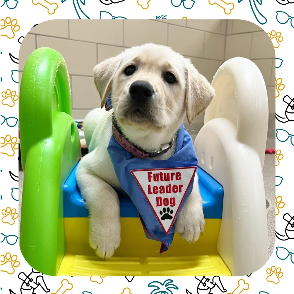 A future Leader Dog puppy in training wearing a "Future Leader Dog" bandana